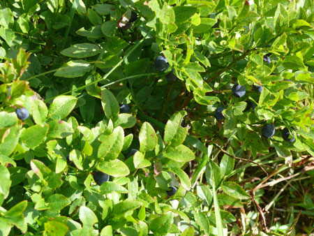 Some huckleberry bushes.