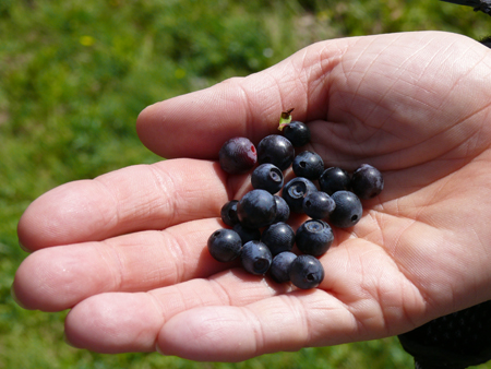 Actual huckleberries, in a person's hand.