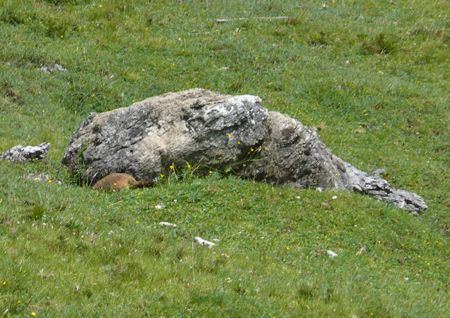 Marmot diving into his burrow.