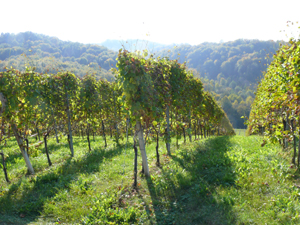 vineyard1