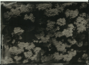 Linnaea amabilis, Lea's portrait collodion (old batch), f11, about 7 seconds, shade.