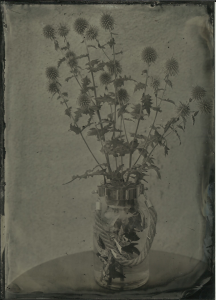 Thistles. F11, 20 seconds, Reh's new generation collodion, shade, hot day.